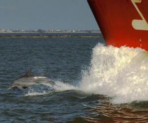 пазл плавание дельфином и прыжки перед лодкой